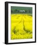 Czech Republic. Tracks in canola field.-Julie Eggers-Framed Photographic Print