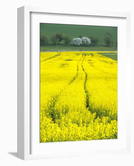 Czech Republic. Tracks in canola field.-Julie Eggers-Framed Photographic Print