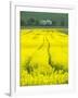 Czech Republic. Tracks in canola field.-Julie Eggers-Framed Photographic Print