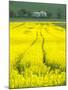 Czech Republic. Tracks in canola field.-Julie Eggers-Mounted Photographic Print