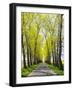 Czech Republic. Tree Lined Road through a Canola field.-Julie Eggers-Framed Photographic Print