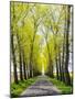 Czech Republic. Tree Lined Road through a Canola field.-Julie Eggers-Mounted Photographic Print