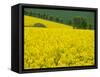 Czech Republic. Trees and canola field.-Julie Eggers-Framed Stretched Canvas