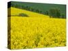 Czech Republic. Trees and canola field.-Julie Eggers-Stretched Canvas