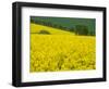 Czech Republic. Trees and canola field.-Julie Eggers-Framed Photographic Print