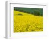 Czech Republic. Trees and canola field.-Julie Eggers-Framed Photographic Print