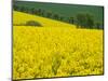 Czech Republic. Trees and canola field.-Julie Eggers-Mounted Photographic Print