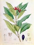 Clove, Flower Bud of Syzygium Aromaticum (Eugenia Carophyllat)-D Blair-Giclee Print