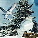 "Snowy Owls", September 14, 1957-D. Bleitz-Stretched Canvas