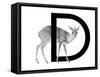 D is for Dikdik-Stacy Hsu-Framed Stretched Canvas