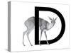 D is for Dikdik-Stacy Hsu-Stretched Canvas