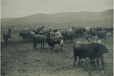 Fenced In Cattlemen-D. Marsh-Stretched Canvas