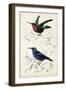 D'Orbigny Birds I-M. Charles D'Orbigny-Framed Art Print
