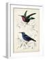 D'Orbigny Birds I-M. Charles D'Orbigny-Framed Art Print