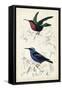 D'Orbigny Birds I-M. Charles D'Orbigny-Framed Stretched Canvas