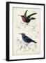 D'Orbigny Birds I-M. Charles D'Orbigny-Framed Art Print