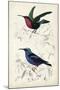 D'Orbigny Birds I-M. Charles D'Orbigny-Mounted Art Print
