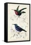 D'Orbigny Birds I-M. Charles D'Orbigny-Framed Stretched Canvas