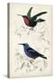D'Orbigny Birds I-M. Charles D'Orbigny-Stretched Canvas