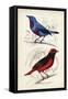 D'Orbigny Birds II-M. Charles D'Orbigny-Framed Stretched Canvas