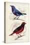 D'Orbigny Birds II-M. Charles D'Orbigny-Stretched Canvas