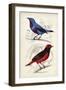 D'Orbigny Birds II-M. Charles D'Orbigny-Framed Art Print