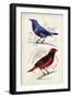 D'Orbigny Birds II-M. Charles D'Orbigny-Framed Art Print