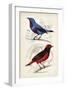 D'Orbigny Birds II-M. Charles D'Orbigny-Framed Art Print