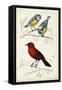 D'Orbigny Birds III-M. Charles D'Orbigny-Framed Stretched Canvas