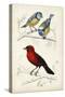 D'Orbigny Birds III-M. Charles D'Orbigny-Stretched Canvas