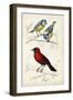 D'Orbigny Birds III-M. Charles D'Orbigny-Framed Art Print