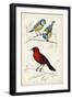 D'Orbigny Birds III-M. Charles D'Orbigny-Framed Art Print