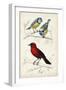 D'Orbigny Birds III-M. Charles D'Orbigny-Framed Art Print