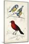 D'Orbigny Birds III-M. Charles D'Orbigny-Mounted Art Print