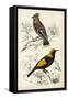 D'Orbigny Birds V-M. Charles D'Orbigny-Framed Stretched Canvas