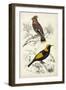 D'Orbigny Birds V-M. Charles D'Orbigny-Framed Art Print