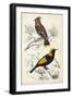D'Orbigny Birds V-M. Charles D'Orbigny-Framed Art Print