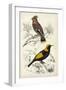 D'Orbigny Birds V-M. Charles D'Orbigny-Framed Art Print