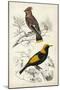 D'Orbigny Birds V-M. Charles D'Orbigny-Mounted Art Print