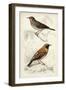 D'Orbigny Birds VI-M. Charles D'Orbigny-Framed Art Print