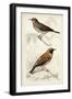 D'Orbigny Birds VI-M. Charles D'Orbigny-Framed Art Print