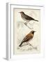 D'Orbigny Birds VI-M. Charles D'Orbigny-Framed Art Print