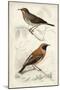 D'Orbigny Birds VI-M. Charles D'Orbigny-Mounted Art Print