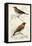 D'Orbigny Birds VI-M. Charles D'Orbigny-Framed Stretched Canvas