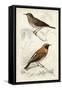 D'Orbigny Birds VI-M. Charles D'Orbigny-Framed Stretched Canvas