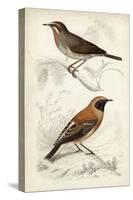 D'Orbigny Birds VI-M. Charles D'Orbigny-Stretched Canvas