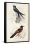 D'Orbigny Birds VII-M. Charles D'Orbigny-Framed Stretched Canvas