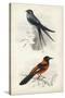 D'Orbigny Birds VII-M. Charles D'Orbigny-Stretched Canvas