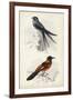 D'Orbigny Birds VII-M. Charles D'Orbigny-Framed Art Print