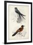 D'Orbigny Birds VII-M. Charles D'Orbigny-Framed Art Print